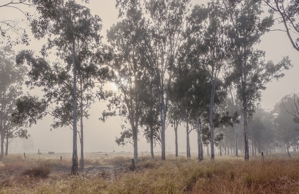 knd-case-study-southern-qld-country